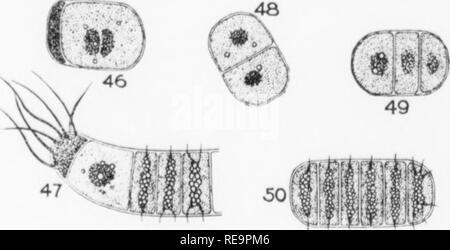 . I contributi dal laboratorio botanico, vol. 2. La botanica; Botanica. . Si prega di notare che queste immagini vengono estratte dalla pagina sottoposta a scansione di immagini che possono essere state migliorate digitalmente per la leggibilità - Colorazione e aspetto di queste illustrazioni potrebbero non perfettamente assomigliano al lavoro originale. University of Pennsylvania. Laboratorio botanico. Philadelphia : University of Pennsylvania Press Foto Stock