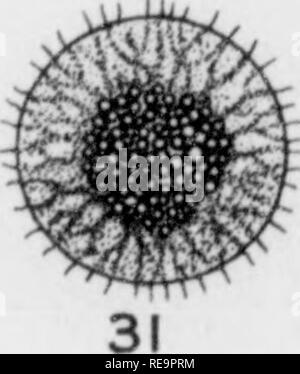 . I contributi dal laboratorio botanico, vol. 2. La botanica; Botanica. . Si prega di notare che queste immagini vengono estratte dalla pagina sottoposta a scansione di immagini che possono essere state migliorate digitalmente per la leggibilità - Colorazione e aspetto di queste illustrazioni potrebbero non perfettamente assomigliano al lavoro originale. University of Pennsylvania. Laboratorio botanico. Philadelphia : University of Pennsylvania Press Foto Stock