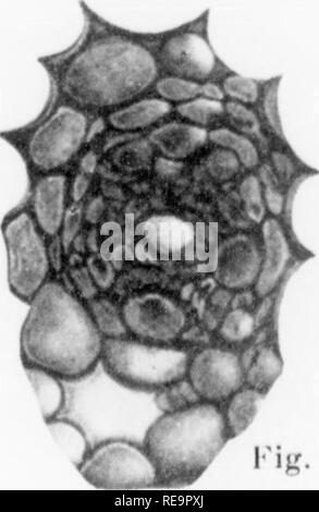 . I contributi dal laboratorio botanico, vol. 2. La botanica; Botanica. . Si prega di notare che queste immagini vengono estratte dalla pagina sottoposta a scansione di immagini che possono essere state migliorate digitalmente per la leggibilità - Colorazione e aspetto di queste illustrazioni potrebbero non perfettamente assomigliano al lavoro originale. University of Pennsylvania. Laboratorio botanico. Philadelphia : University of Pennsylvania Press Foto Stock