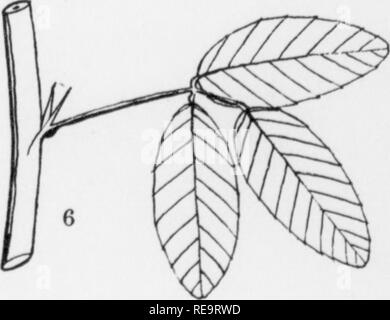 . I contributi dal laboratorio botanico, vol. 1. La botanica; Botanica. . Si prega di notare che queste immagini vengono estratte dalla pagina sottoposta a scansione di immagini che possono essere state migliorate digitalmente per la leggibilità - Colorazione e aspetto di queste illustrazioni potrebbero non perfettamente assomigliano al lavoro originale. University of Pennsylvania. Laboratorio botanico. Philadelphia : University of Pennsylvania Press Foto Stock