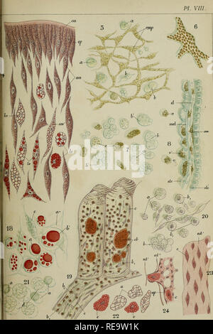 . Contributo à l'histoire Naturelle des bryozoaires ectoproctes marins. Bryozoaires. PI. VIII.. S'fTtvmin S; Mantane-MontpeFiieT. Si prega di notare che queste immagini vengono estratte dalla pagina sottoposta a scansione di immagini che possono essere state migliorate digitalmente per la leggibilità - Colorazione e aspetto di queste illustrazioni potrebbero non perfettamente assomigliano al lavoro originale. Calvet, Louis, 1868-1930. Montpellier, Coulet et Fils; parigi, Masson et Cie Foto Stock