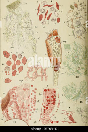 . Contributo à l'histoire Naturelle des bryozoaires ectoproctes marins. Bryozoaires. L.CALVET. ad.nat.Canc.. Si prega di notare che queste immagini vengono estratte dalla pagina sottoposta a scansione di immagini che possono essere state migliorate digitalmente per la leggibilità - Colorazione e aspetto di queste illustrazioni potrebbero non perfettamente assomigliano al lavoro originale. Calvet, Louis, 1868-1930. Montpellier, Coulet et Fils; parigi, Masson et Cie Foto Stock