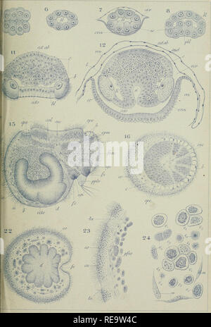 . Contributo à l'histoire Naturelle des bryozoaires ectoproctes marins. Bryozoaires. PI. IV. iKsittgellier. Si prega di notare che queste immagini vengono estratte dalla pagina sottoposta a scansione di immagini che possono essere state migliorate digitalmente per la leggibilità - Colorazione e aspetto di queste illustrazioni potrebbero non perfettamente assomigliano al lavoro originale. Calvet, Louis, 1868-1930. Montpellier, Coulet et Fils; parigi, Masson et Cie Foto Stock