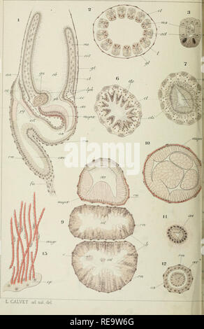 . Contributo à l'histoire Naturelle des bryozoaires ectoproctes marins. Bryozoaires. L CALVET .kI ruil dr. Si prega di notare che queste immagini vengono estratte dalla pagina sottoposta a scansione di immagini che possono essere state migliorate digitalmente per la leggibilità - Colorazione e aspetto di queste illustrazioni potrebbero non perfettamente assomigliano al lavoro originale. Calvet, Louis, 1868-1930. Montpellier, Coulet et Fils; parigi, Masson et Cie Foto Stock