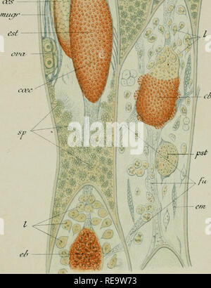 . Contributo Ã l'histoire Naturelle des bryozoaires ectoproctes marins. Bryozoaires. muqr â / A. ^F. Si prega di notare che queste immagini vengono estratte dalla pagina sottoposta a scansione di immagini che possono essere state migliorate digitalmente per la leggibilità - Colorazione e aspetto di queste illustrazioni potrebbero non perfettamente assomigliano al lavoro originale. Calvet, Louis, 1868-1930. Montpellier, Coulet et Fils; parigi, Masson et Cie Foto Stock