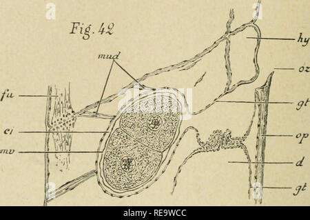 . Contributo Ã l'histoire Naturelle des bryozoaires ectoproctes marins. Bryozoaires. - 26G - posizione-constante nu sein de la cavitÃ© gÃ©nÃ©rale, et la distendent lÃ©gÃ¨rement, de maniÃ¨re que les movimenti dentrÃ©e ou de sortie du polypide nont presque aucun etÃ®et sur elle. Sa costituzione histolo- gique est encore celle de la gaine Ã ce niveau. Dans les stades. FiG. 42. Â Il tratto d'une coupe Innglludinale d'onu bryozo'ide de Lkpkalia PalLA- siANA montrant la sezione de la cavitÃ© d'incubazione (Oljj. Un, ocul. 4, Zeiss) : ci, cavitÃ© (l'inciibatiou : d, diaphraj^me : fu. cordon funiculaire; Foto Stock