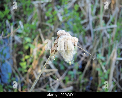 Typha latifolia (cattail comune) Foto Stock