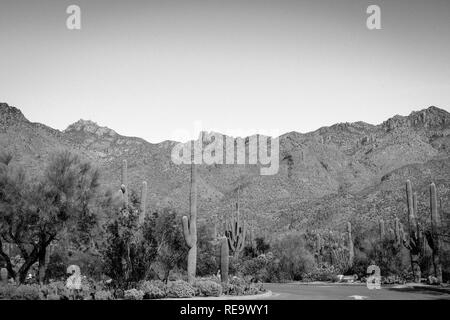 Il cactus Saguaro coprire la zona del Sabino Canyon Recreation Area si trova nella zona di Santa Catalina Mountains vicino a Tucson, AZ in bianco e nero Foto Stock