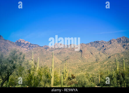 Il cactus Saguaro coprire la zona del Sabino Canyon Recreation Area si trova nella zona di Santa Catalina Mountains vicino a Tucson, AZ Foto Stock