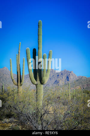 Il cactus Saguaro coprire la zona del Sabino Canyon Recreation Area si trova nella zona di Santa Catalina Mountains vicino a Tucson, AZ Foto Stock