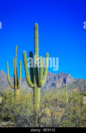 Il cactus Saguaro coprire la zona del Sabino Canyon Recreation Area si trova nella zona di Santa Catalina Mountains vicino a Tucson, AZ Foto Stock