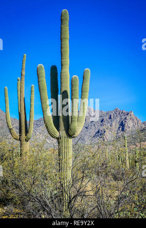 Il cactus Saguaro coprire la zona del Sabino Canyon Recreation Area si trova nella zona di Santa Catalina Mountains vicino a Tucson, AZ Foto Stock