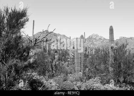 Il cactus Saguaro coprire la zona del Sabino Canyon Recreation Area si trova nella zona di Santa Catalina Mountains vicino a Tucson, AZ in bianco e nero Foto Stock