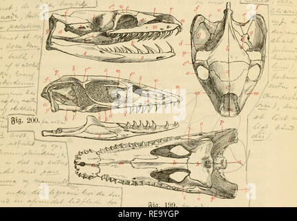 . Dyreriget : (Laerebog ho zoologien, nr. 1). Zoologia. Mi^cZ^2^, h^v^J^L y^^c^^.,â ¢ ^ :5^ â"¢â -' .-â -..â¢â ¢. ^/'^i ^ , &LT;^&LT;^Â£^t^^ 2- W lf&LT;^^ ,^4^ ^ Iforbunben meb |)atfen toeb een 9?affelebfnube og t;ar i [in Â©am^^/i^^. ^*'^ jmenfÃtning mera Sig^eb meb biÃ©feÂ" enb meb ^attebt^reneÃ©; uomini^^;^^ ^^^. Â©Ã'mmene Â"oje t;oS trt^bbtjrene feent eller atbrtg [ammen, 03 / " "^^'' ;^iernefaÂ§[en er forl^oIbStoiÃ© minbre. 3 2ltminbettg(;eb er ben ' ' ^^,.''forrefte Â®eet di ^iernefaÃ©fen ifte forbenet paa Â©iberne, mi^en^^'^^ "/fli^Bruftet, ^)aa Â®runb af a essere forrefte ^itebe Foto Stock