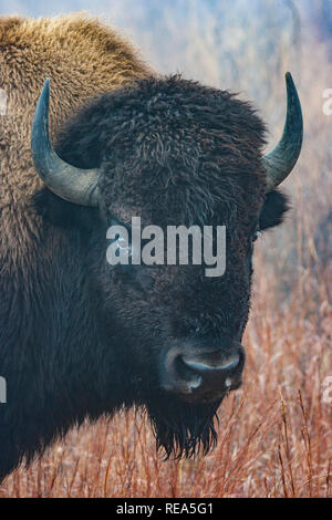 Bisonti americani (denominata erroneamente come un "buffalo") presso il Maxwell Wildlife Refuge in Kansas. Una volta numerato in milioni di persone attraverso le grandi pianure del nord America, essi furono condotti in estinzione vicina da caccia e terreni di insorgenza. Foto Stock