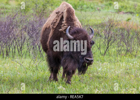 Bisonti americani (denominata erroneamente come un "buffalo") presso il Maxwell Wildlife Refuge in Kansas. Una volta numerato in milioni di persone attraverso le grandi pianure del nord America, essi furono condotti in estinzione vicina da caccia e terreni di insorgenza. Foto Stock