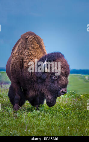 Bisonti americani (denominata erroneamente come un "buffalo") presso il Maxwell Wildlife Refuge in Kansas. Una volta numerato in milioni di persone attraverso le grandi pianure del nord America, essi furono condotti in estinzione vicina da caccia e terreni di insorgenza. Foto Stock