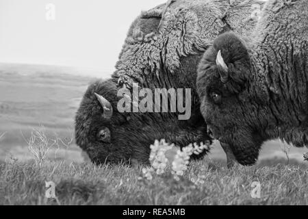 Bisonti americani (denominata erroneamente come un "buffalo") presso il Maxwell Wildlife Refuge in Kansas. Una volta numerato in milioni di persone attraverso le grandi pianure del nord America, essi furono condotti in estinzione vicina da caccia e terreni di insorgenza. Foto Stock