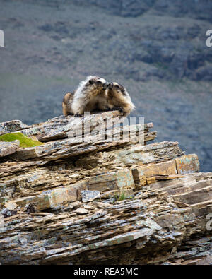 Due annoso marmotta (Marmota caligata) sedersi su un promontorio roccioso nel Parco Nazionale di Glacier, Montana. Foto Stock