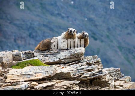 Due annoso marmotta (Marmota caligata) sedersi su un promontorio roccioso nel Parco Nazionale di Glacier, Montana. Foto Stock