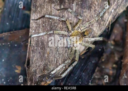 Brasiliano ragno errante, Tambopata National Reserve. Phoneutria boliviensis, mondo ragno più letale. Foto Stock