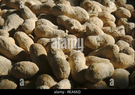 Arachidi salate nel guscio sfondo texture. Naturale snack gustoso cibo. Foto Stock