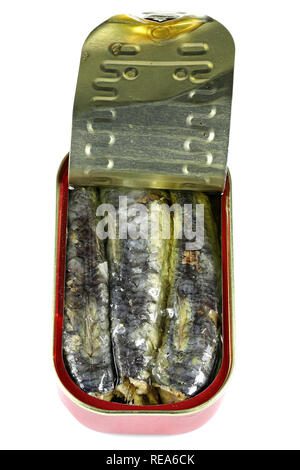 Aprire può di sardine in olio vegetale isolato su sfondo bianco Foto Stock