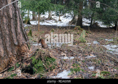 Natura nordica - una foresta compresi abete rosso, betulle e pini. Fotografato durante l inverno / primavera. Ci sono alcuni la fusione della neve sul cresciuto. Foto Stock