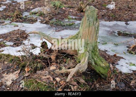 Natura nordica: un vecchio ceppo di albero in un vicino la foto. Fotografato durante l inverno / primavera. Ci sono alcuni la fusione della neve sul cresciuto. Foto Stock