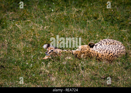 Cheetah con giovani Thompson gazelle, giocando con esso prima di mangiarla. Foto Stock