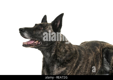 Ritratto della testa di un olandese cane pastore, il tigrato, il colorante isolato su sfondo bianco Foto Stock