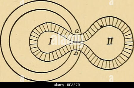 . La dinamica della materia vivente. Biochimica; riproduzione; rigenerazione (animali). La membrana del nucleo Fig. 36.. Fig. 37.. Si prega di notare che queste immagini vengono estratte dalla pagina sottoposta a scansione di immagini che possono essere state migliorate digitalmente per la leggibilità - Colorazione e aspetto di queste illustrazioni potrebbero non perfettamente assomigliano al lavoro originale. Loeb, Jacques, 1859-1924. New York : Columbia University Press; Londra : Macmillan &AMP; Co. , Ltd Foto Stock