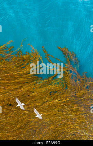 Contrasti - Western gabbiani in picchiata su una spessa kelp bed. Il Parco Nazionale delle Channel Islands, CALIFORNIA, STATI UNITI D'AMERICA Foto Stock