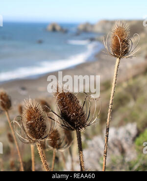 Costa di cardi - Secco cardi crogiolarsi al sole di fronte a una spiaggia. Sonoma County, California, Stati Uniti d'America Foto Stock