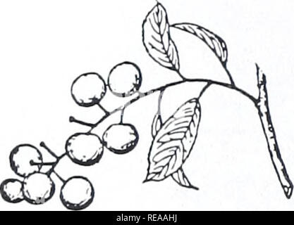 . Area di Concord alberi e arbusti. La botanica; gli alberi, arbusti. Prugna. Si prega di notare che queste immagini vengono estratte dalla pagina sottoposta a scansione di immagini che possono essere state migliorate digitalmente per la leggibilità - Colorazione e aspetto di queste illustrazioni potrebbero non perfettamente assomigliano al lavoro originale. Angelo, Ray, 1948-; Angelo, Ray, 1948-. Cambridge, Mass. : Concord Stazione Campo, museo di zoologia comparativa, Harvard University Foto Stock