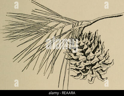 . Cono del cuscinetto di alberi della California montagne. Conifere; gli alberi. CONK-BEAKING TKEES DELLA CALIFORNIA. PINUS SABINIANA ( DIGGER-pine, grigio-PINE^ BULL-pine, PINON-pine, dado-PINE ) un sottile-roLiAGED^ Spindling tree, media -^ altezza da 40 a 60 piedi e spessore l^/^ a 2 piedi, di solito dividere in più diritta, fino- ward-crescente armi: a differenza di qualsiasi altro pino nel modo di crescita. La prima met di pino in ordine crescente il versante occidentale della Sierra Nevada in tutta la California Centrale, [29]. Si prega di notare che queste immagini vengono estratte dalla pagina sottoposta a scansione di immagini che possono essere state enhanc digitalmente Foto Stock