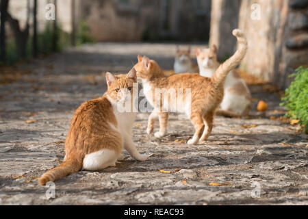 Una famiglia di gatti di strada in pictureseque Kardamyli, Grecia. Foto Stock