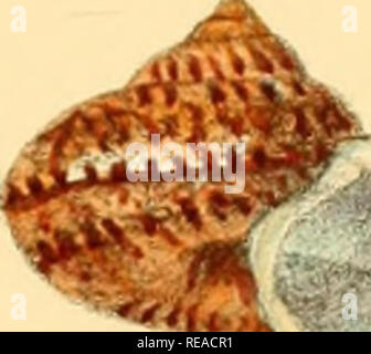 . Indiche Conchologia, essendo le illustrazioni della terra e i serbatoi di acqua dolce di India britannica. [1860-1876]. Molluschi e conchiglie. w. vj . mi^y'-p'-r^^'T^iTxtt^i- J-^J 0- ^ n. ^ ^^'L- ' v^v) ^S^". Si prega di notare che queste immagini vengono estratte dalla pagina sottoposta a scansione di immagini che possono essere state migliorate digitalmente per la leggibilità - Colorazione e aspetto di queste illustrazioni potrebbero non perfettamente assomigliano al lavoro originale. Hanley, Sylvanus Charles Thorp, 1819-1899; Teobaldo, W. (William), 1829-1908. Londra Foto Stock