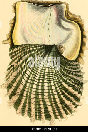 . Conchologia systematica, o sistema completo di conchology: in cui Lepades e conchiferous Mollusca sono descritti e classificati in base alla loro organizzazione naturale e abitudini. Gusci; molluschi. Piastra CX.. Un wila marqaritifera.. Si prega di notare che queste immagini vengono estratte dalla pagina sottoposta a scansione di immagini che possono essere state migliorate digitalmente per la leggibilità - Colorazione e aspetto di queste illustrazioni potrebbero non perfettamente assomigliano al lavoro originale. Reeve, Lovell, 1814-1865; Sowerby, G. B. (George Brettingham), 1812-1884, ill; dallâ, William Healey, 1845-1927, ex proprietario. DSI; depositante Foto Stock