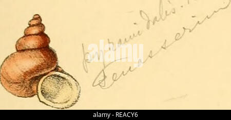 . Indiche Conchologia, essendo le illustrazioni della terra e i serbatoi di acqua dolce di India britannica. [1860-1876]. Molluschi e conchiglie. ^^^^",,r ""^^-. -J .^ ou^^^' .i&lt;e^' tV^' /(?. G.B.Sowerby.deLetKth.. "VmcemtBrooks.Giorno&amp;Figlio.Inip. L.Reeve &amp;â O? Eubli3lijers,5.H8ntietta.S. Il Covent Garden. Si prega di notare che queste immagini vengono estratte dalla pagina sottoposta a scansione di immagini che possono essere state migliorate digitalmente per la leggibilità - Colorazione e aspetto di queste illustrazioni potrebbero non perfettamente assomigliano al lavoro originale. Hanley, Sylvanus Charles Thorp, 1819-1899; Teobaldo, W. (William), Foto Stock