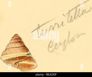 . Indiche Conchologia, essendo le illustrazioni della terra e i serbatoi di acqua dolce di India britannica. [1860-1876]. Molluschi e conchiglie. l'.LXXXVl. Ho ,y^',.A^ ^ .^t^. h '^â 4 . ^ 6 te a^l t^.fl 7^^. Si prega di notare che queste immagini vengono estratte dalla pagina sottoposta a scansione di immagini che possono essere state migliorate digitalmente per la leggibilità - Colorazione e aspetto di queste illustrazioni potrebbero non perfettamente assomigliano al lavoro originale. Hanley, Sylvanus Charles Thorp, 1819-1899; Teobaldo, W. (William), 1829-1908. Londra Foto Stock