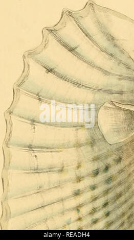 . Conchologia systematica, o sistema completo di conchology: in cui Lepades e conchiferous Mollusca sono descritti e classificati in base alla loro organizzazione naturale e abitudini. Gusci; molluschi. PHOLAS.. ^ * Piastra XX111.. Si prega di notare che queste immagini vengono estratte dalla pagina sottoposta a scansione di immagini che possono essere state migliorate digitalmente per la leggibilità - Colorazione e aspetto di queste illustrazioni potrebbero non perfettamente assomigliano al lavoro originale. Reeve, Lovell, 1814-1865; Sowerby, G. B. (George Brettingham), 1812-1884, ill; dallâ, William Healey, 1845-1927, ex proprietario. DSI; depositante Bros. Foto Stock