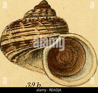 . Conchologia iconica, o illustrazioni dei gusci di molluscous animali. Molluschi; gusci; molluschi e conchiglie. . Si prega di notare che queste immagini vengono estratte dalla pagina sottoposta a scansione di immagini che possono essere state migliorate digitalmente per la leggibilità - Colorazione e aspetto di queste illustrazioni potrebbero non perfettamente assomigliano al lavoro originale. Reeve, Lovell, 1814-1865; Sowerby, G. B. (George Brettingham), 1812-1884. Londra : Reeve, fratelli Foto Stock