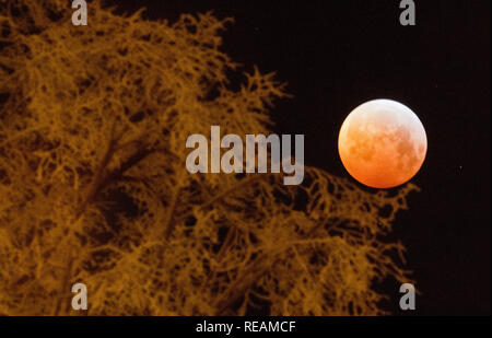 Laatzen, Germania. Xxi gen, 2019. Quando si oscurano la luna piena appare come una cosiddetta "sangue luna" e appare di colore rossastro - fotografato con un albero coperto di brina. La luna, il sole e la terra sono esattamente in una linea durante un'eclisse lunare. Credito: Julian Stratenschulte/dpa/Alamy Live News Credito: dpa picture alliance/Alamy Live News Foto Stock