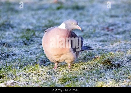 Xxi Jan 2019.UK meteo. Un piccione di legno cerca di cibo da un gelo prato coperto questa mattina.Gli uccelli si lotta per trovare cibo nel freddo previsto questa settimana. East Sussex, Regno Unito. Credito: Ed Brown/Alamy Live News Foto Stock