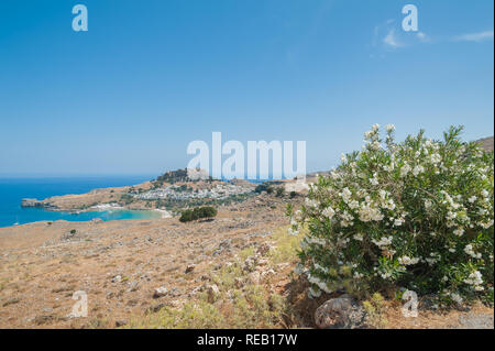 Vista distante a Lindos e con antiche rovine dell'acropoli sulla soleggiata giornata calda. Vista inquadrato con fiori bianco Nerium oleander in fiore. Foto Stock