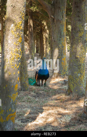 Peacock passeggiando tra gli alberi durante il giorno d'estate. Monastero di Filerimos giardini e dintorni a quanto pare diventare un habitat naturale per il Peacock. Foto Stock