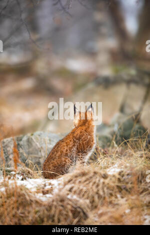 Lince euroasiatica cercando nella foresta in inverno Foto Stock