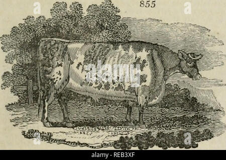 . Una Enciclopedia dell'agricoltura [risorsa elettronica] : comprendente la teoria e la pratica della valutazione, trasferimento, posa, il miglioramento e la gestione della proprietà terriera e la coltivazione e l'economia dell'animale e produzioni vegetali di agricoltura, compresi tutti i più recenti miglioramenti, una storia generale dell'agricoltura in tutti i paesi e una vista statistica del suo stato attuale, con i suggerimenti per i suoi futuri progressi nelle isole Britanniche. Agricoltura. fi77T) la varietà della mucca europea, secondo Aiton, sono innumerevoli. La versatilità della loro natura è tale che Foto Stock