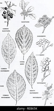 . Area di Concord alberi e arbusti. La botanica; gli alberi, arbusti. Arbusti si alternano semplici foglie VARIE SPECIE: foglie dentate. Bacca- simili o carnoso (non 1-seminate). Comune di frangola Rhamnus cathartics lascia quasi di fronte a disposizione (eccetto il germoglio di crescita). Vene principale raggiungendo fortemente in avanti. Vedere p. 47. CHOKEBERRY Aronia arbutifolia (o Pyrus melanocarpa + P. fforibunda) foglie con piccole ghiandole scure su controfiletto al di sopra. Frutta (fiori) di sgambate cluster. Berry-come frutto rosso o nero, puckery, utilizzato in gelatine. Canneti e boschi umidi, torbiere. Comune. Comune di Ilex WINTERBERRY verticillat Foto Stock